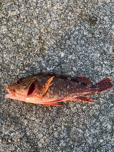 カサゴの釣果