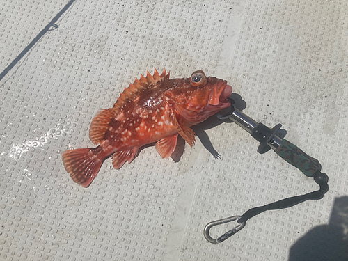 ウッカリカサゴの釣果