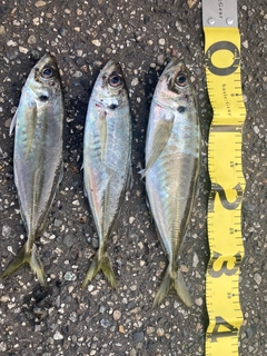 アジの釣果
