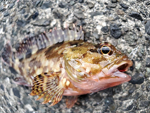 カサゴの釣果