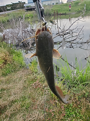 ナマズの釣果