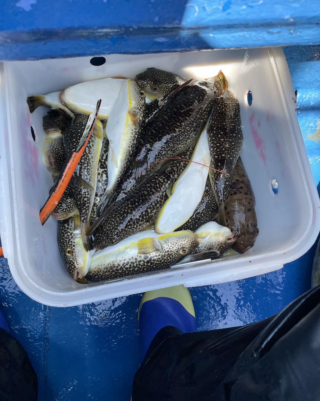 ショウサイフグ