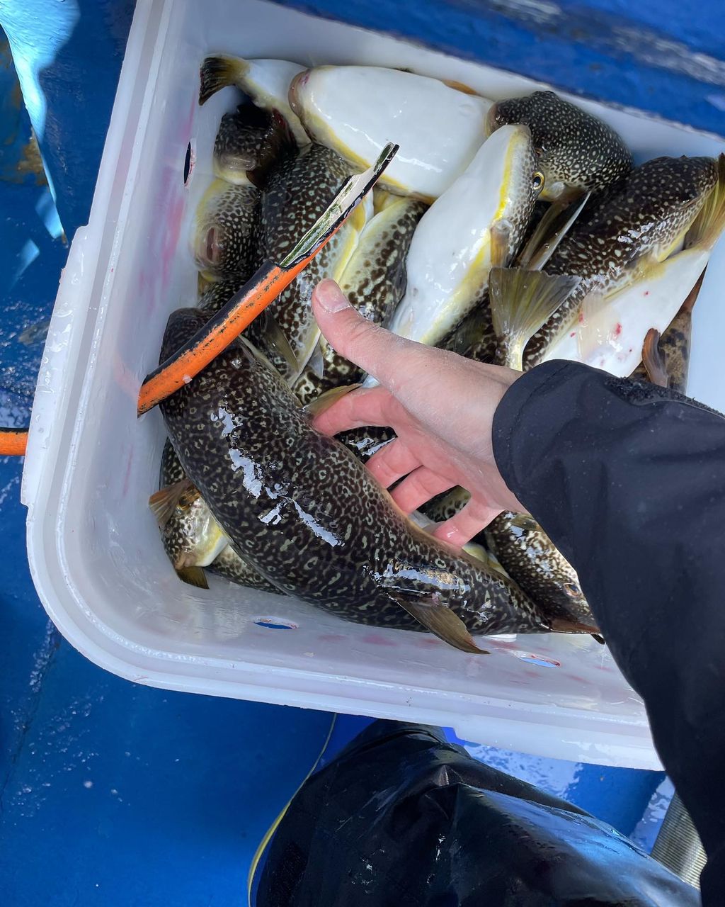 kouhe0110さんの釣果 2枚目の画像