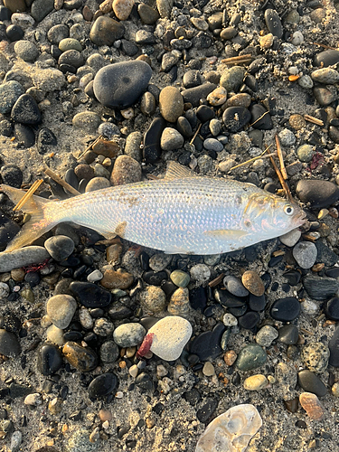 コノシロの釣果