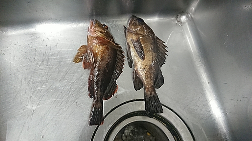 メバルの釣果