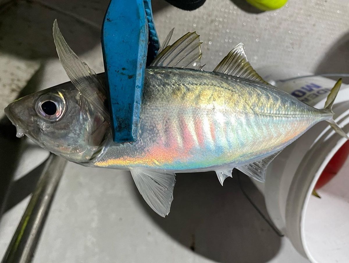 たろべいさんの釣果 2枚目の画像