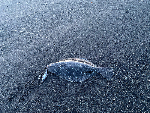 ソゲの釣果