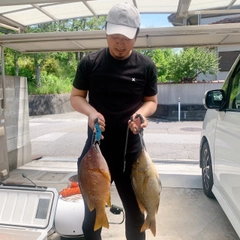 シブダイの釣果