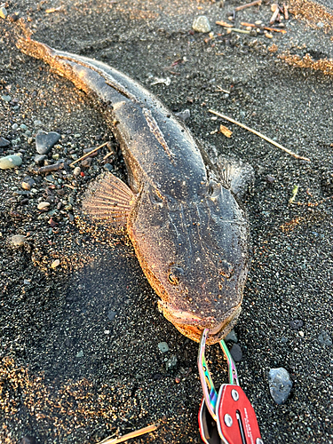 マゴチの釣果