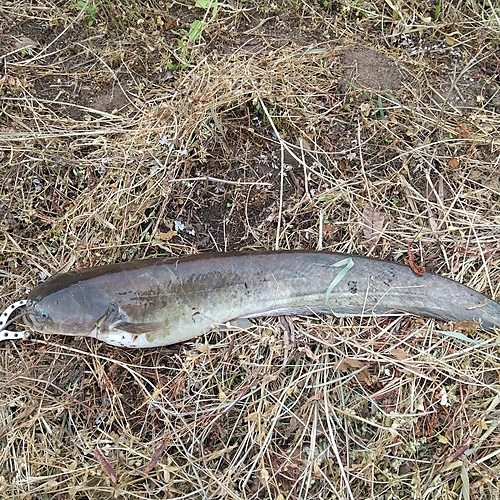 マナマズの釣果