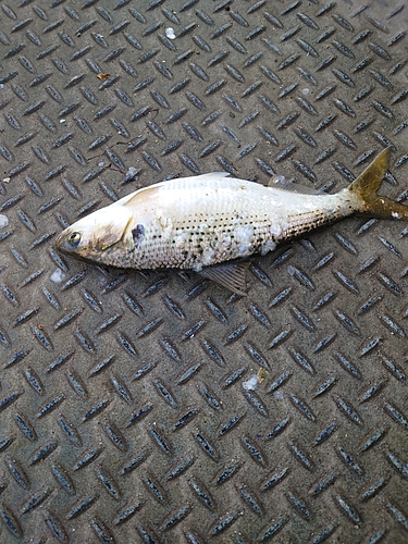 コノシロの釣果