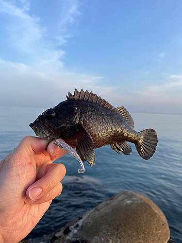 ソイの釣果