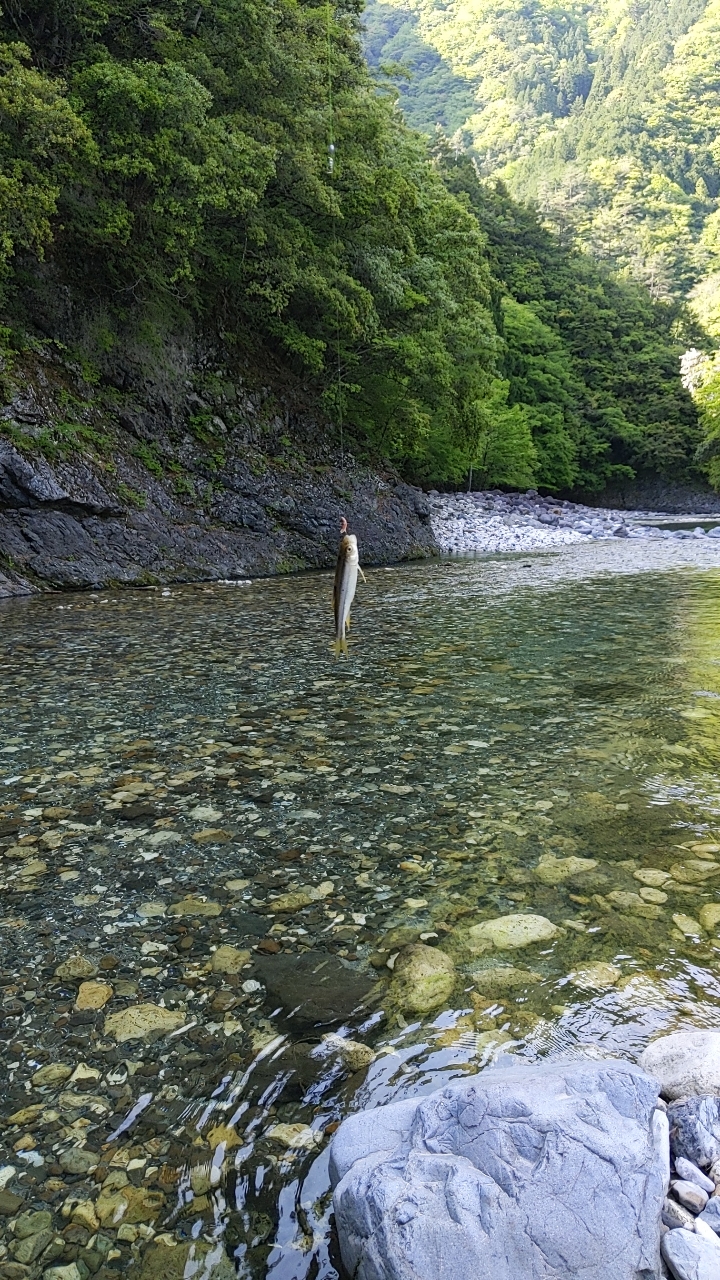 カワムツ