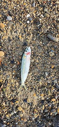 カタボシイワシの釣果