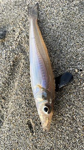 キスの釣果