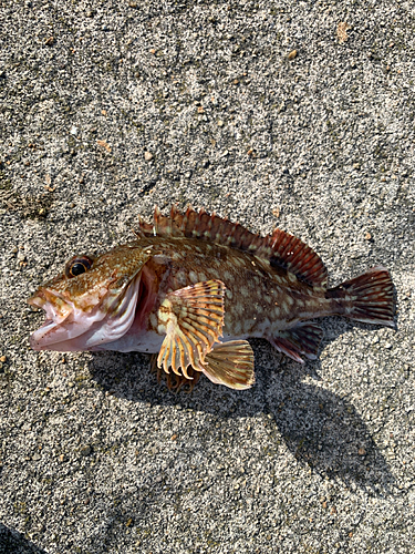 カサゴの釣果