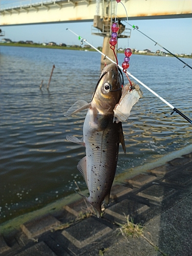 アメリカンキャットフィッシュの釣果