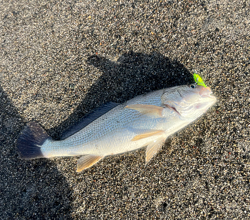 ニベの釣果