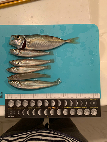 シロギスの釣果