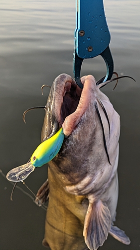 アメリカナマズの釣果