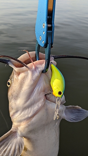 アメリカナマズの釣果