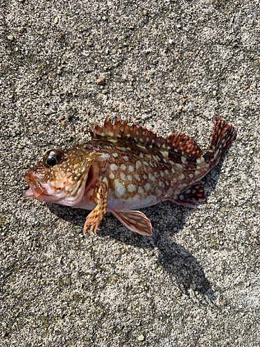 カサゴの釣果