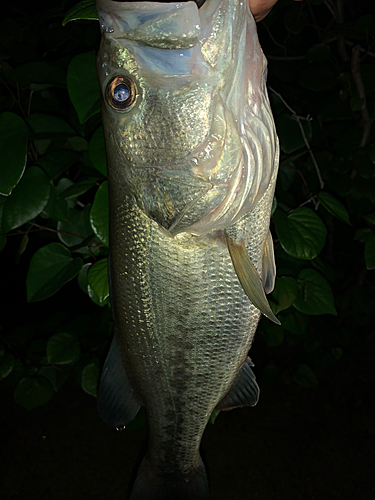 ラージマウスバスの釣果