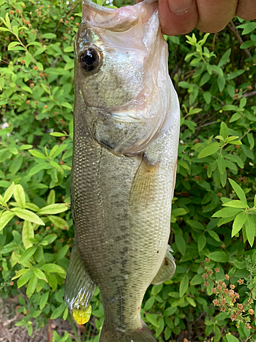 ラージマウスバスの釣果