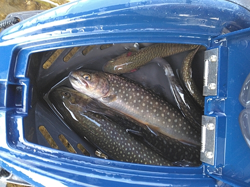 イワナの釣果