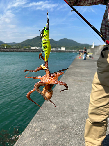 タコの釣果