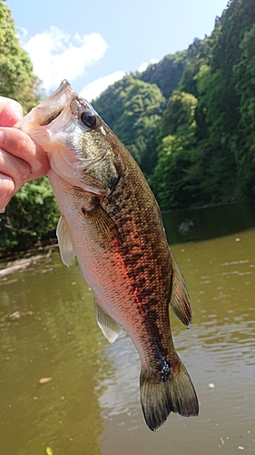 ラージマウスバスの釣果