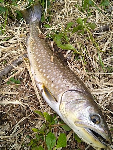 アメマスの釣果
