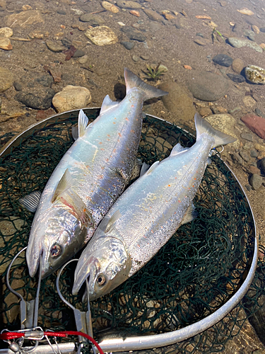 サツキマスの釣果