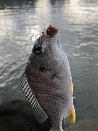 キビレの釣果