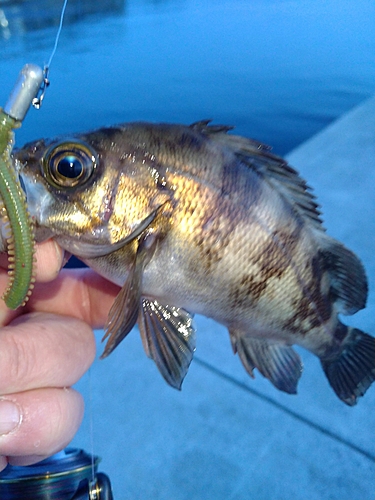 メバルの釣果