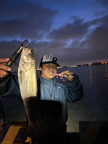 シーバスの釣果