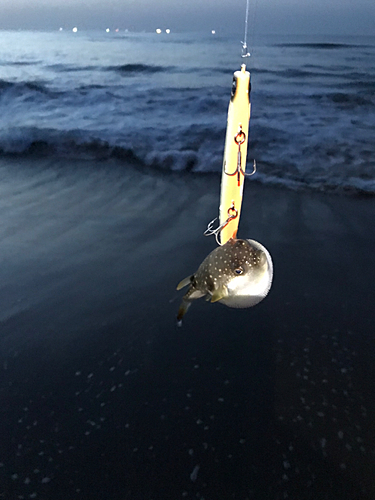 クサフグの釣果