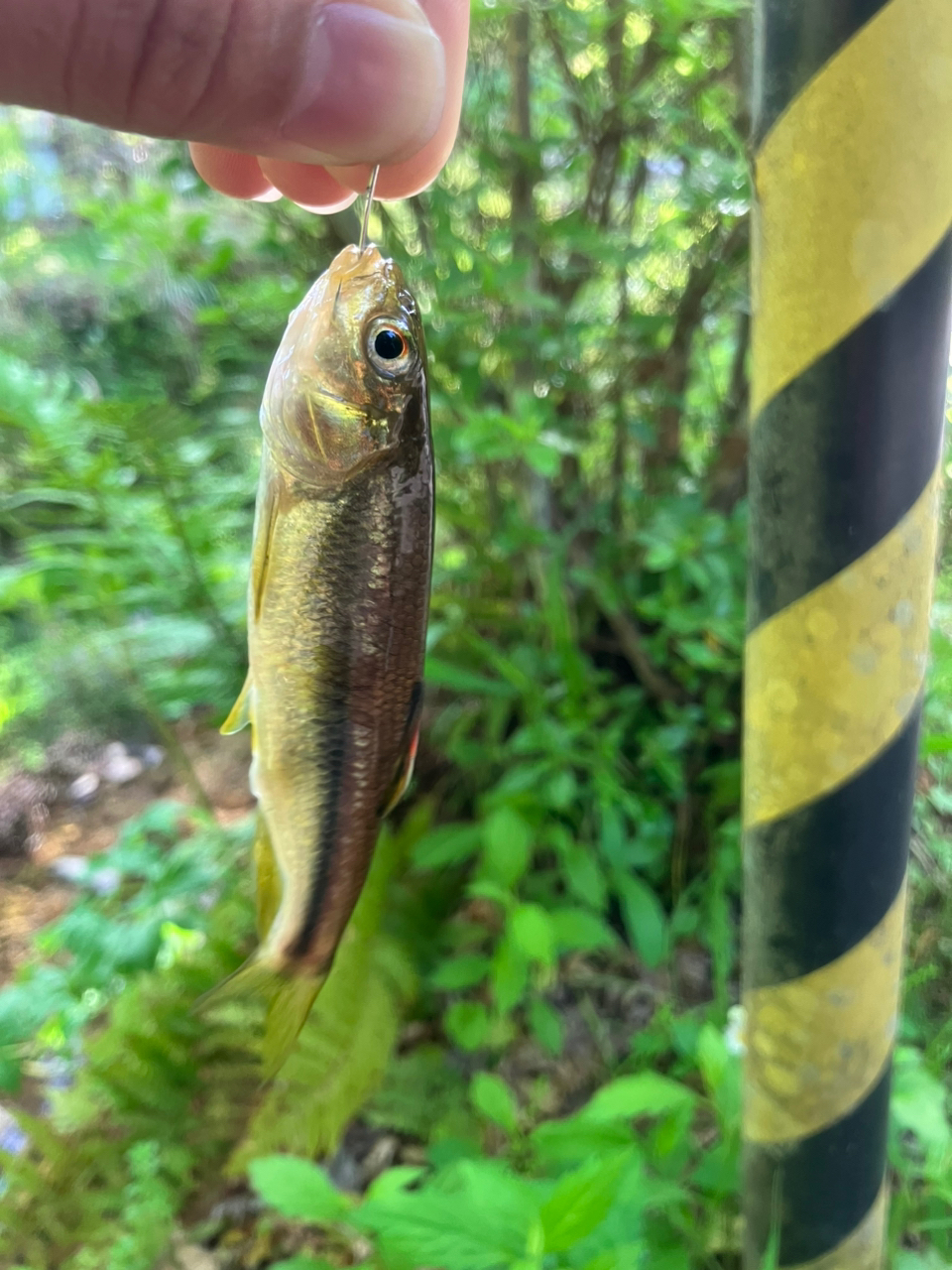 タカハヤ