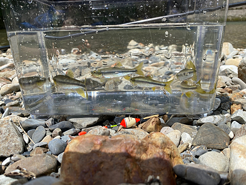 カワムツの釣果