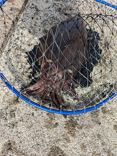 モンゴウイカの釣果