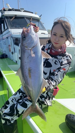 カンパチの釣果