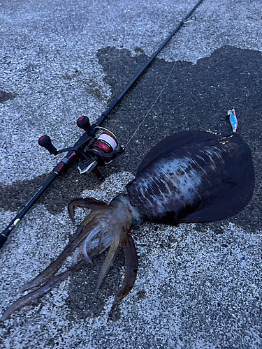 アオリイカの釣果