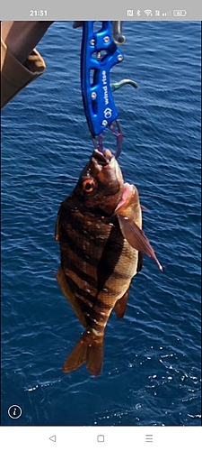 タカノハダイの釣果