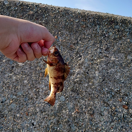 メバルの釣果