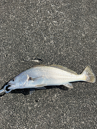 オオニベの釣果