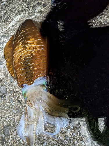 アオリイカの釣果