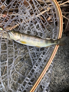 アマゴの釣果