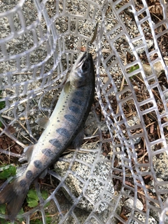 アマゴの釣果