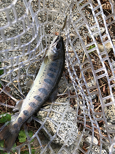 アマゴの釣果