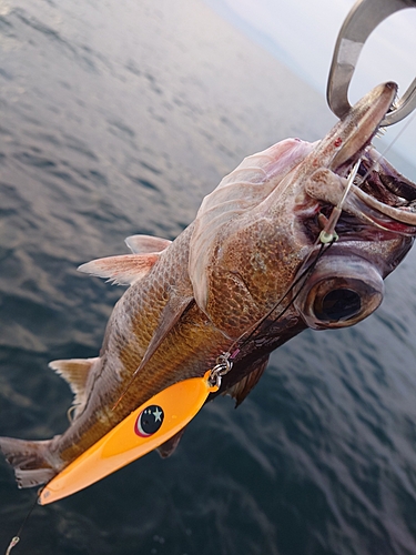 クロムツの釣果